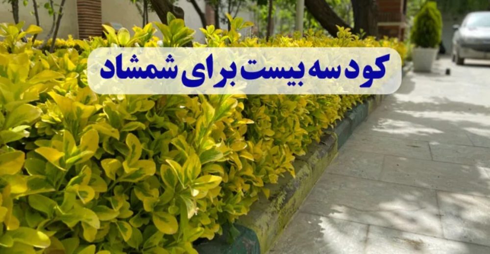 کود سه بیست برای شمشاد؛ راز سرسبزی و طراوت شمشاد طلایی