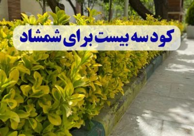 کود سه بیست برای شمشاد؛ راز سرسبزی و طراوت شمشاد طلایی