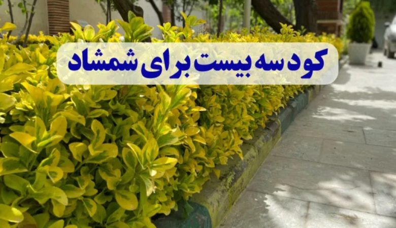 کود سه بیست برای شمشاد؛ راز سرسبزی و طراوت شمشاد طلایی